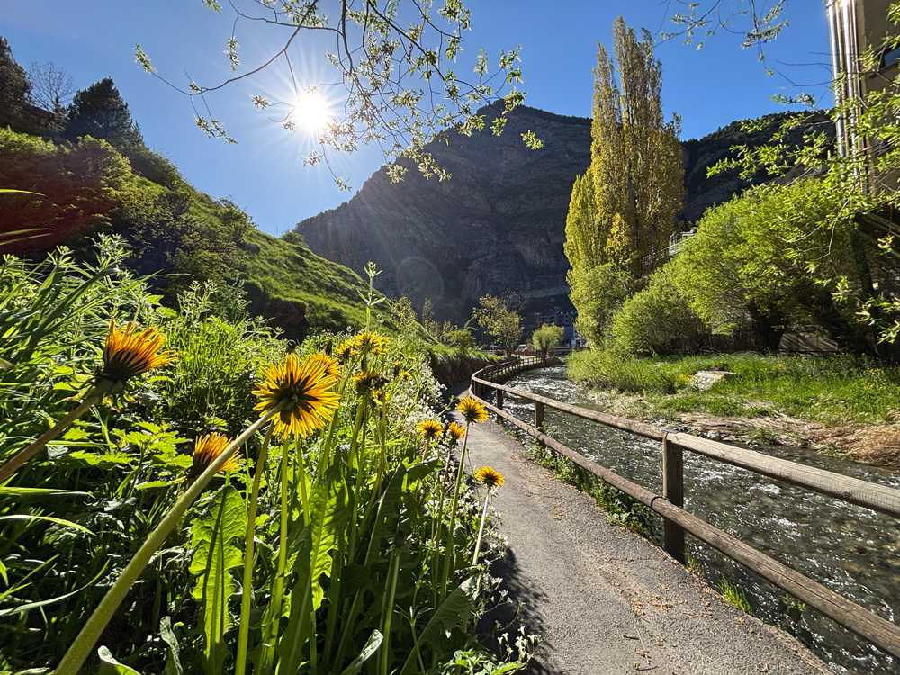 Flowers along the river path in Canillo, Andorra.